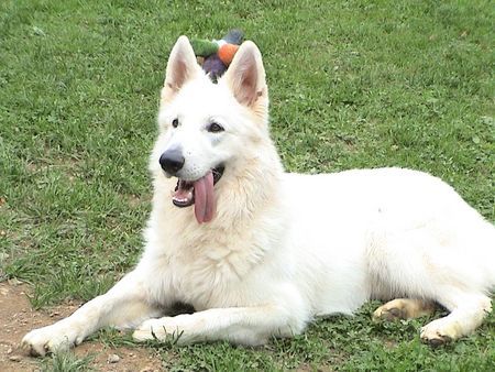 Weißer Schweizer Schäferhund Hunde Foto 39326 Weißer Schweizer Schäferhund Crisou