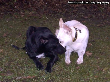 Weißer Schweizer Schäferhund Hunde Foto 7164 Weißer Schweizer Schäferhund Meine beste Freundin