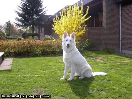 Weißer Schweizer Schäferhund Hunde Foto 15869 in höherer Auflösung ansehen Weißer Schweizer Schäferhund Shanna vom Diekstöken