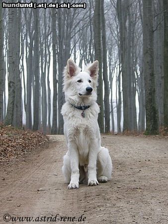 Weißer Schweizer Schäferhund Hunde Foto 20013 in höherer Auflösung ansehen Weißer Schweizer Schäferhund Nanook (Zidane of White Condor), 7 Monate