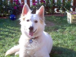 Weißer Schweizer Schäferhund Hunde Foto 35021 Weißer Schweizer Schäferhund Meine Angel