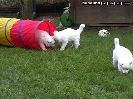 Weißer Schweizer Schäferhund Hunde Foto 17501 in höherer Auflösung ansehen Weißer Schweizer Schäferhund C- Wurf Zwinger vum Koschterjanshaff