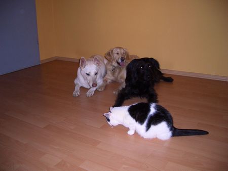 Weißer Schweizer Schäferhund Hunde Foto 33790 in höherer Auflösung ansehen Weißer Schweizer Schäferhund Ich bin Jessy 10 Jahre alt