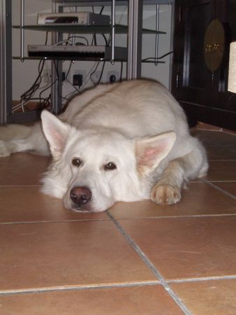 Weißer Schweizer Schäferhund Hunde Foto 39474 in höherer Auflösung ansehen Weißer Schweizer Schäferhund Akio im Sommer 2006, 2 Jahre alt