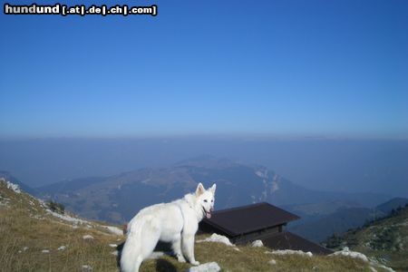 Weißer Schweizer Schäferhund Hunde Foto 20163 in höherer Auflösung ansehen Weißer Schweizer Schäferhund