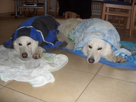 Weißer Schweizer Schäferhund Hunde Foto 43867 in höherer Auflösung ansehen Weißer Schweizer Schäferhund Ali & Hasan