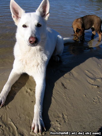 Weißer Schweizer Schäferhund Cary