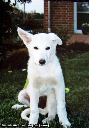 Weißer Schweizer Schäferhund