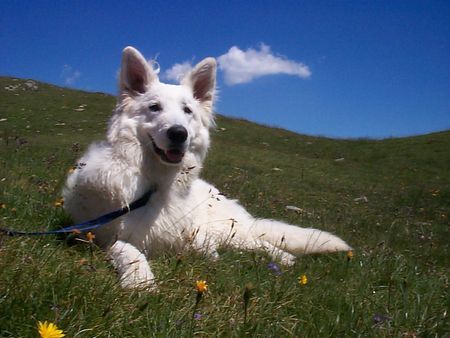 Weißer Schweizer Schäferhund Hunde Foto 34622 in höherer Auflösung ansehen Weißer Schweizer Schäferhund Merlin in Südtirol nach einen Bad in Südtirol in 2400 m Höhe