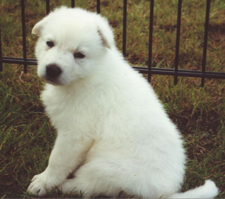 Weißer Schweizer Schäferhund Hunde Foto 34125 in höherer Auflösung ansehen Weißer Schweizer Schäferhund Don Amigo 8 Wochen alt