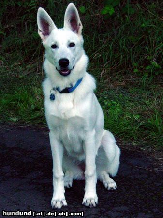 Weißer Schweizer Schäferhund Hunde Foto 25077 in höherer Auflösung ansehen Weißer Schweizer Schäferhund Enya - 6 Monate 58cm und 25kg