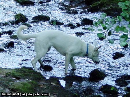 Weißer Schweizer Schäferhund Hunde Foto 25076 in höherer Auflösung ansehen Weißer Schweizer Schäferhund Enya - 6 Monate 58cm und 25kg
