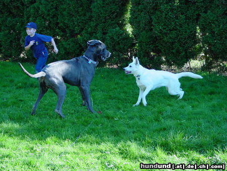 Weißer Schweizer Schäferhund Hunde Foto 25379 in höherer Auflösung ansehen Weißer Schweizer Schäferhund