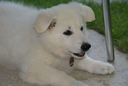 Weißer Schweizer Schäferhund Hunde Foto 38714 in höherer Auflösung ansehen Weißer Schweizer Schäferhund Charu Jui
