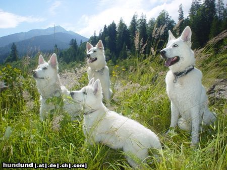 Weißer Schweizer Schäferhund Hunde Foto 23932 in höherer Auflösung ansehen Weißer Schweizer Schäferhund im gries