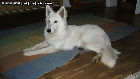 Weißer Schweizer Schäferhund Hunde Foto 15683 in höherer Auflösung ansehen Weißer Schweizer Schäferhund Blanca of Quiet Angel