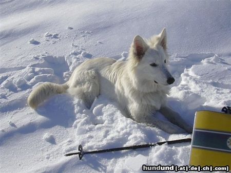 Weißer Schweizer Schäferhund Hunde Foto 16952 in höherer Auflösung ansehen Weißer Schweizer Schäferhund Zara Chelsea of White Condor 6 Monate