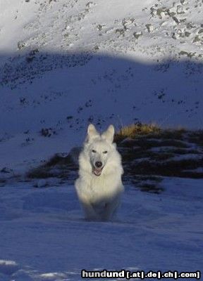 Weißer Schweizer Schäferhund Hunde Foto 16953 in höherer Auflösung ansehen Weißer Schweizer Schäferhund Zara Chelsea of White Condor 6 Monate