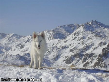 Weißer Schweizer Schäferhund Hunde Foto 16954 in höherer Auflösung ansehen Weißer Schweizer Schäferhund Zara Chelsea of White Condor 6 Monate