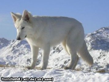 Weißer Schweizer Schäferhund Hunde Foto 16955 in höherer Auflösung ansehen Weißer Schweizer Schäferhund Zara Chelsea of White Condor 6 Monate