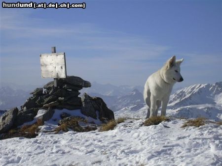 Weißer Schweizer Schäferhund Hunde Foto 16956 in höherer Auflösung ansehen Weißer Schweizer Schäferhund Zara Chelsea of White Condor 6 Monate