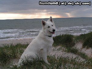 Weißer Schweizer Schäferhund Hunde Foto 25691 in höherer Auflösung ansehen Weißer Schweizer Schäferhund