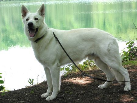 Weißer Schweizer Schäferhund Hunde Foto 34124 Weißer Schweizer Schäferhund Don Amigo