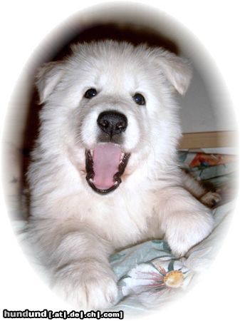 Weißer Schweizer Schäferhund Hunde Foto 7729 Weißer Schweizer Schäferhund Welpe, Wurf 10/2003 Weißer Schäferhund