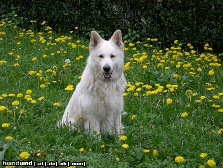 Weißer Schweizer Schäferhund Hunde Foto 6781 Weißer Schweizer Schäferhund
