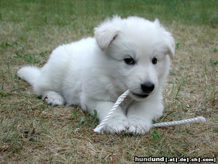Weißer Schweizer Schäferhund Hunde Foto 7070 Weißer Schweizer Schäferhund Hast du mich auch zum Fressen gern wie ich meine Schnur ?