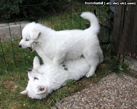 Weißer Schweizer Schäferhund Hunde Foto 7069 Weißer Schweizer Schäferhund Ich bin stärker - nein ICH