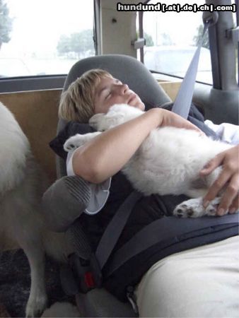 Weißer Schweizer Schäferhund Hunde Foto 14127 Weißer Schweizer Schäferhund Weiße-Schäferhundwelpe: Eine Autofahrt macht müde