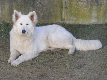 Weißer Schweizer Schäferhund Hunde Foto 41235 Weißer Schweizer Schäferhund Ein schöner Rüde mit 9 Monat