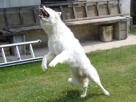 Weißer Schweizer Schäferhund Hunde Foto 42588 Weißer Schweizer Schäferhund Figo vom Stainzer Schilcherland