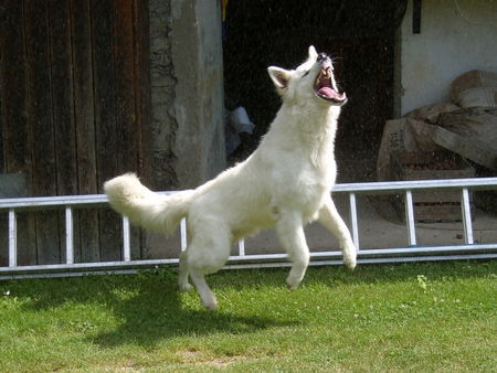 Weißer Schweizer Schäferhund Hunde Foto 42587 Weißer Schweizer Schäferhund Figo vom Stainzer Schilcherland