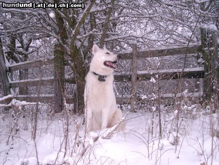 Weißer Schweizer Schäferhund Hunde Foto 18179 Weißer Schweizer Schäferhund Unsser Weisse ist ein Kinderliebender,ausdauernder,kräftiger Rüde. Die eigenen Kazen liebt er, die fremden jagt er am liebsten. Jesco ist ein enormes Alfa Tier, mit allen anderen dominanten Rüden giebt es meistens Zoff alle andern Hunde begrüst er spielend.