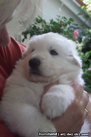 Weißer Schweizer Schäferhund Hunde Foto 14123 Weißer Schweizer Schäferhund Weiße-Schäferhundwelpe: Geborgenheit