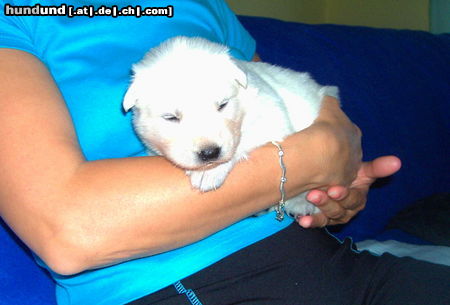 Weißer Schweizer Schäferhund Hunde Foto 24284 in höherer Auflösung ansehen Weißer Schweizer Schäferhund Greengirlie