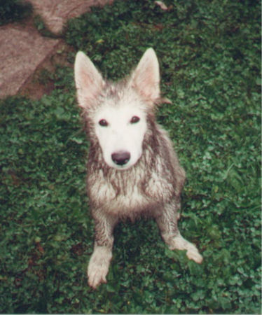 Weißer Schweizer Schäferhund Hunde Foto 26773 Weißer Schweizer Schäferhund Grisha (damals 1/2 J) beim Moorbaden