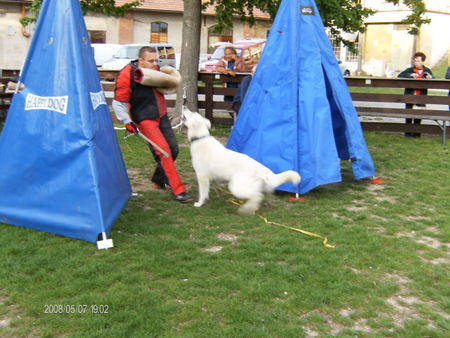 Weißer Schweizer Schäferhund Hunde Foto 41992 in höherer Auflösung ansehen Weißer Schweizer Schäferhund Happy beim schutztraining