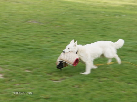Weißer Schweizer Schäferhund Hunde Foto 41990 in höherer Auflösung ansehen Weißer Schweizer Schäferhund Happy beim schutztraining