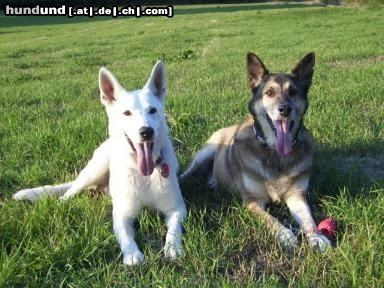 Weißer Schweizer Schäferhund Hunde Foto 6506 Weißer Schweizer Schäferhund Harvey mit seinem Freund Kurt - beides ehem. Tierheimhunde