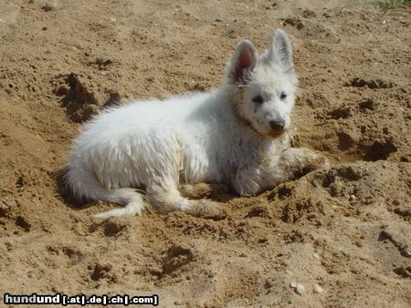 Weißer Schweizer Schäferhund Hunde Foto 6562 Weißer Schweizer Schäferhund Ikon-Jackson of beautiful White