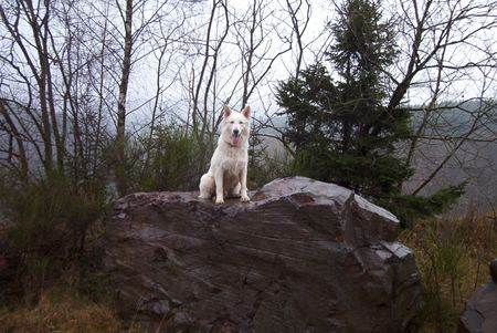 Weißer Schweizer Schäferhund Hunde Foto 1759 Weißer Schweizer Schäferhund Hope,Flash,Ashley im Ebbegebirge