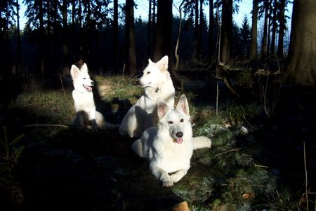Weißer Schweizer Schäferhund Hunde Foto 1756 Weißer Schweizer Schäferhund Hope,Flash,Ashley im Ebbegebirge