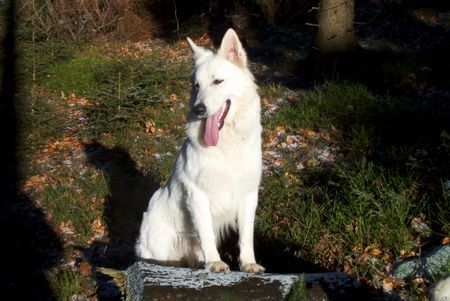 Weißer Schweizer Schäferhund Hunde Foto 1757 Weißer Schweizer Schäferhund Hope,Flash,Ashley im Ebbegebirge