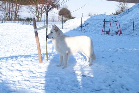 Weißer Schweizer Schäferhund Hunde Foto 1758 Weißer Schweizer Schäferhund Hope,Flash,Ashley im Ebbegebirge