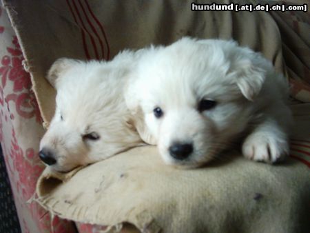 Weißer Schweizer Schäferhund Hunde Foto 9265 Weißer Schweizer Schäferhund süß