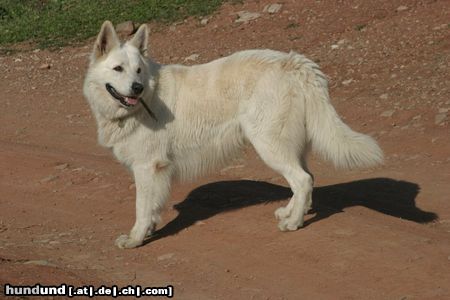 Weißer Schweizer Schäferhund spanien