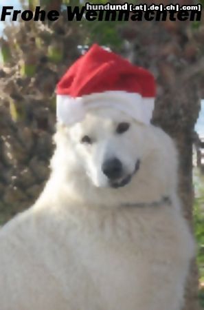 Weißer Schweizer Schäferhund weihnachten in spanien